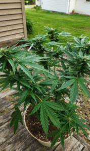 Gelato x Gorilla Glue feminized seeds outdoor grow showing healthy vegetative growth and early flower development in a container.