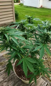 Gelato x Gorilla Glue feminized seeds outdoor grow showing healthy vegetative growth and early flower development in a container.