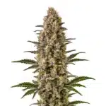 Gelonade cannabis plant with resin-drenched buds and bright green leaves.