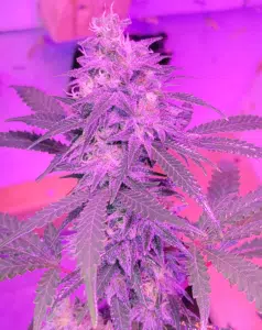 Girl Scout Cookies feminized seeds indoor bud with heavy trichome frosting and purple hues under LED lighting.