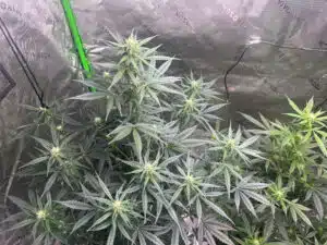 Glookies autoflower seeds indoor cultivation showing several developing flower sites and healthy green canopy in a grow tent.