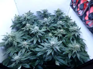 Godfather OG feminized seeds indoor garden showing a thick canopy of resinous buds and dark green foliage near ventilation fans.