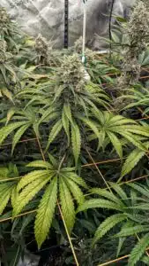 God's Gift cannabis plant in a grow tent using a trellis net for support during the final flowering stage.