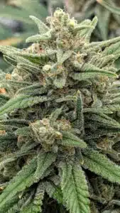 Close-up of God's Gift cannabis flower displaying frosty trichome coverage and bright orange hairs.