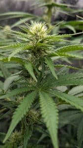 Early flowering stage of God's Gift plant with white pistils and developing trichomes on green leaves.