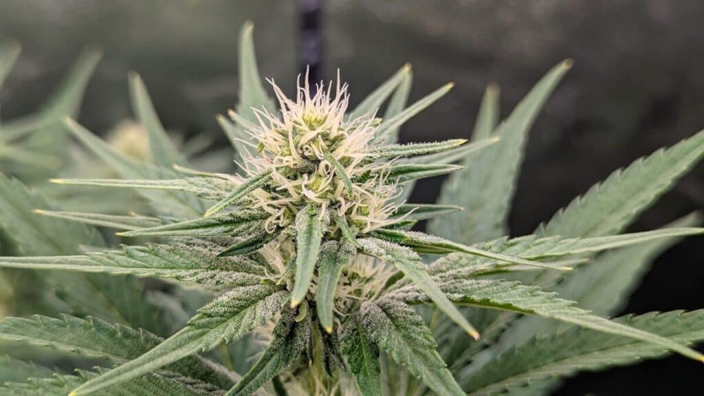 God's Gift cannabis plant growing indoors with healthy green fan leaves and a developing central flower.