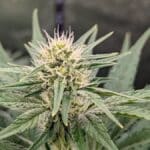 God's Gift cannabis plant growing indoors with healthy green fan leaves and a developing central flower.