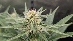 God's Gift cannabis plant growing indoors with healthy green fan leaves and a developing central flower.