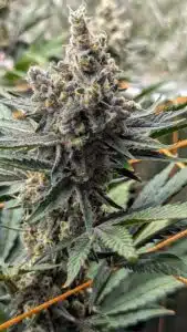 God's Gift feminized seeds grow gallery showing a resinous cannabis flower with crystalline trichomes and pointed dark leaves.