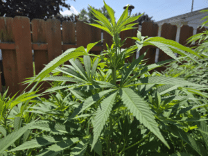 Gold Leaf feminized seeds outdoor vegetative growth showing healthy green fan leaves and strong stem structure.