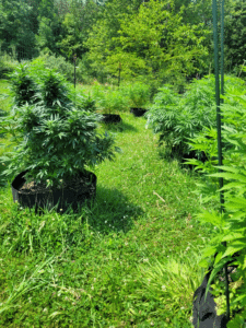 Gorilla Sherbet feminized seeds outdoor garden showing multiple bushy cannabis plants in fabric pots during the vegetative stage.