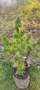 Mature Ghost Train Haze feminized seeds plant growing outdoors with large colas and autumn-colored leaves.