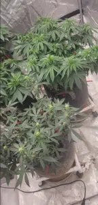 Ghost Train Haze feminized seeds indoor cultivation featuring healthy plants in fabric pots with multiple budding sites.