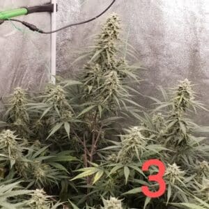 Macro view of Green Crack feminized seeds bud with frosted trichomes and purple highlights under indoor grow lighting.