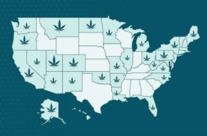 Growing cannabis stage. Tips for Southern States USA