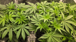 Macro view of Green Crack feminized seeds bud with frosted trichomes and purple highlights under indoor grow lighting.