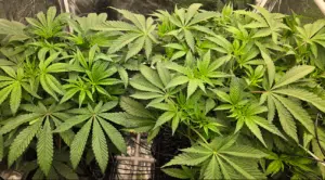 Macro view of Green Crack feminized seeds bud with frosted trichomes and purple highlights under indoor grow lighting.