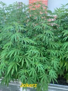 Jokerz feminized seeds grow gallery featuring a large, leafy green cannabis plant in an outdoor raised garden bed.