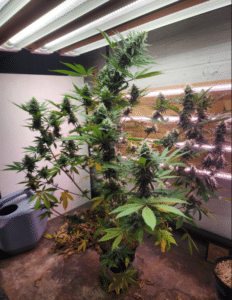 Kush Mints feminized seeds plant growing indoors with numerous flowering sites and large green fan leaves.