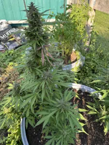 Macro view of LA Confidential feminized seeds bud with frosted trichomes and purple highlights under indoor grow lighting.