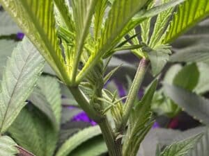 London Pound Cake feminized seeds grow gallery showing a macro view of early flower development on a healthy cannabis plant.