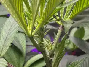 London Pound Cake feminized seeds grow gallery showing a macro view of early flower development on a healthy cannabis plant.