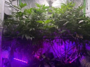 London Pound Cake feminized seeds grow gallery displaying a lush canopy of cannabis plants in a reflective grow tent.
