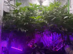 London Pound Cake feminized seeds grow gallery displaying a lush canopy of cannabis plants in a reflective grow tent.