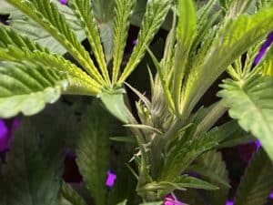 London Pound Cake seeds grow gallery featuring a close-up of cannabis stems and young bracts during the pre-flowering phase.