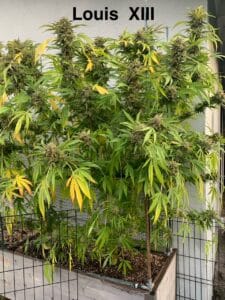Louis XIII feminized seeds grow gallery showing a mature outdoor cannabis plant with heavy flower development and support structures