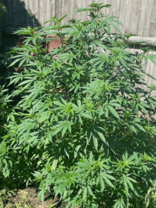 Large green cannabis plant in vegetative stage growing outdoors next to a wooden garden fence.