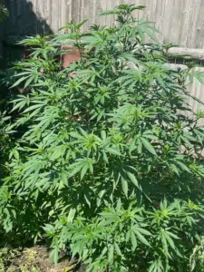 Large green cannabis plant in vegetative stage growing outdoors next to a wooden garden fence.