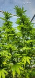 Tall stalks of a Mimosa cannabis plant reaching toward a greenhouse ceiling during the flowering stage.