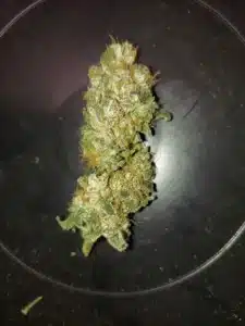 Resinous Mimosa feminized seeds flower showing thick trichome coverage and light orange pistils inside a dark dish.