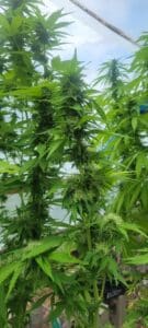 Flowering Mimosa cannabis plant with developing green buds and white pistils in a greenhouse.