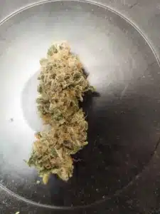 Detailed close-up of a Mimosa feminized seeds cannabis bud covered in frosty white trichomes and orange hairs.