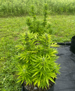 Mimosa cannabis plant in a black grow bag showing vibrant green foliage and early flower development.