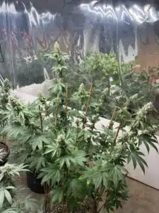 Flowering Mimosa feminized seeds cannabis plants growing indoors in pots supported by thin wooden stakes.