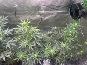 Moonrocks Auto cannabis plants flowering inside a reflective grow tent with a circulation fan.