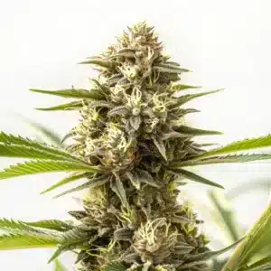 Nemesis cannabis plant with tall colas and sparkling trichomes.