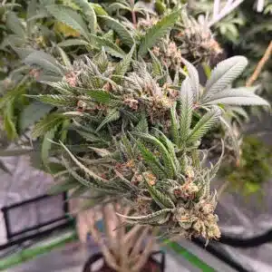 Mature Orange Haze cannabis bud with orange pistils and resinous trichomes in a grow room.