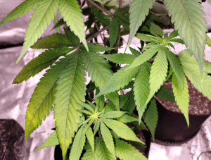 Potted Permanent Marker cannabis plant showing healthy green leaf structure in an indoor setting