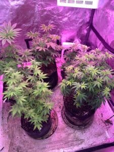 Early flowering Permanent Marker cannabis canopy under a trellis net in an indoor grow room.