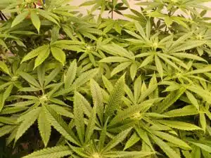 Detailed view of Permanent Marker cannabis foliage and emerging flower pistils.