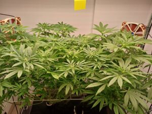 Four cannabis plants including Permanent Marker growing in fabric pots under purple LED grow lights.