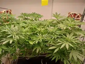 Four cannabis plants including Permanent Marker growing in fabric pots under purple LED grow lights.