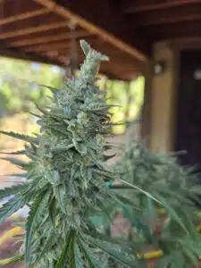 Frosty Pink Rozay cannabis bud showing dense trichome coverage and pointed green leaves.