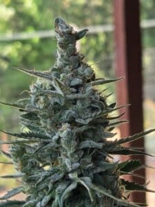 Detailed view of a resinous Pink Rozay cannabis flower with orange hairs and crystalline trichomes.