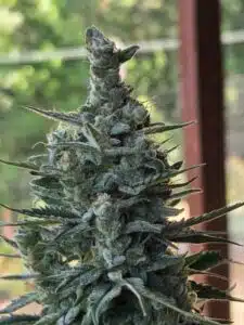 Detailed view of a resinous Pink Rozay cannabis flower with orange hairs and crystalline trichomes.