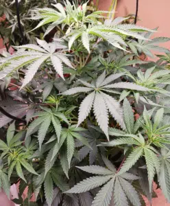 Detailed view of healthy green fan leaves on a Plusberry Auto cannabis plant.